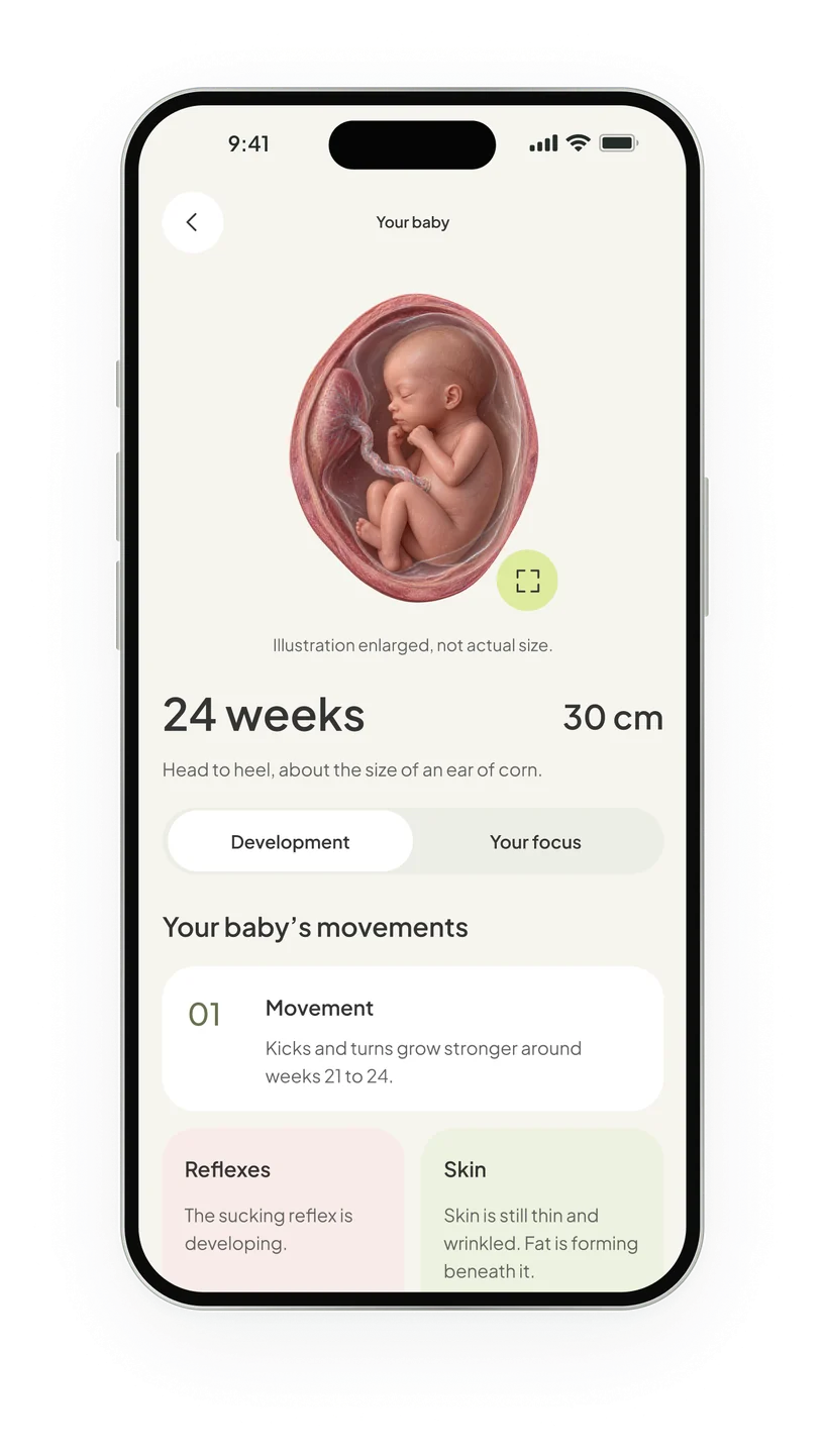 Your baby at 24 weeks: 30 cm, about the size of an ear of corn, with development notes